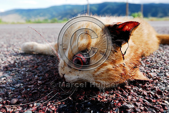 Domestic cat (Felis catus) roadkill, Montana