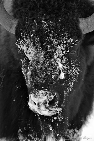 Bison (Bison bison) moving head side to side to move snow to access vegetation under the snow, Wyoming, USA