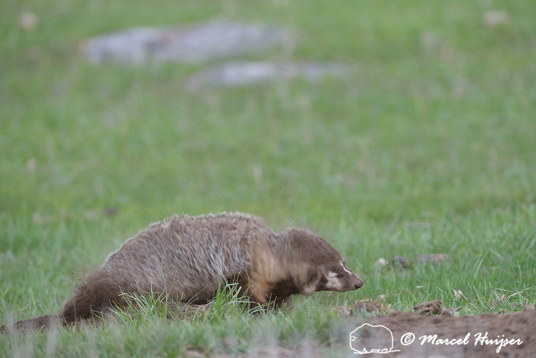 American badger (Taxidea taxus) shakes out the dirt from its fur after digging, Montana, USA