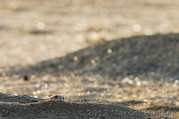 Black-tailed prairie dog (Cynomys ludovicianus), Montana, USA