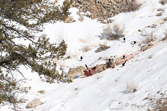 Coyote (Canis latrans) and magpies on a bighorn sheep (Ovis cana