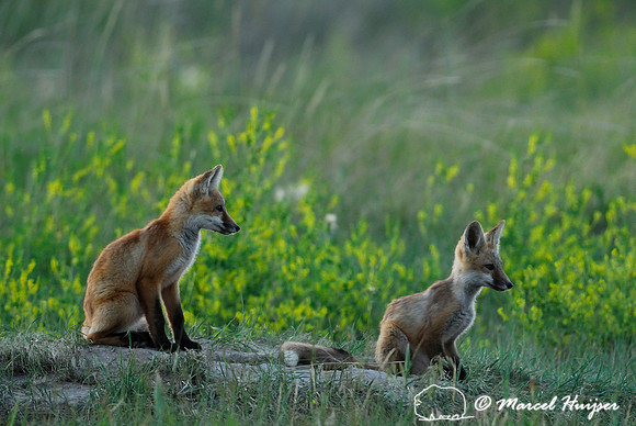 Red fox (Vulpes vulpes) kit, note the difference in body size of the siblings, Montana, USA