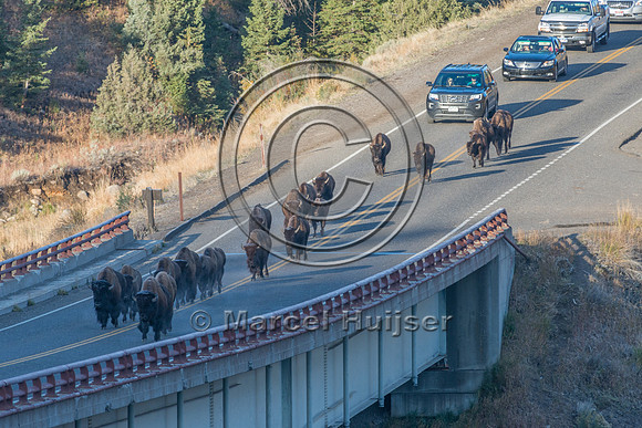 Bison (Bison bison) crossing a bridge across the Yellowstone Riv
