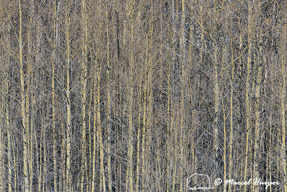 Quaking aspen (Populus tremuloides), near Anaconda, Montana, USA