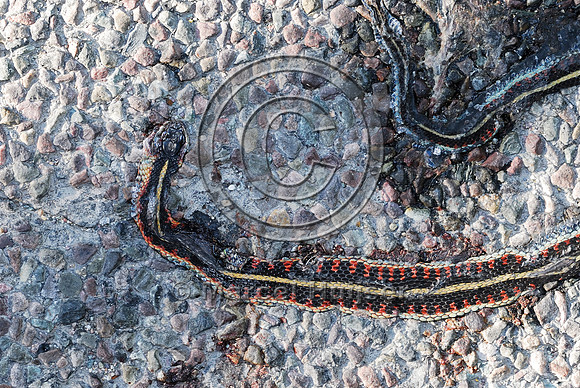 Common gartersnake (Thamnophis sirtalis) roadkill, MT