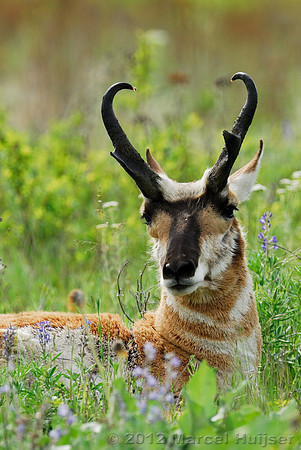Pronghorn (Antilocapra americana) buck, Montana, USA