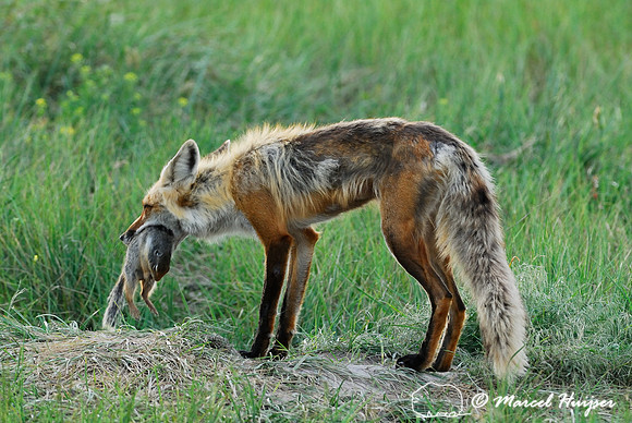 Red fox (Vulpes vulpes) returning to the den with prey (columbian ground squirrel), Montana, USA