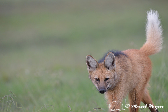 Maned wolf (Chrysocyon brachyurus), Parque Nacional da Serra da Canastra, Minas Gerais, Brazil