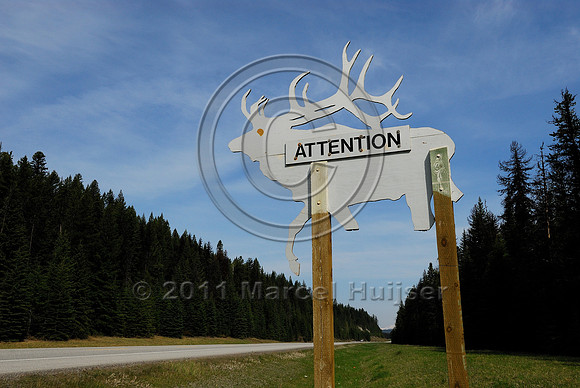 Elk warning sign silhouette with reflecting eye, Attention, BC