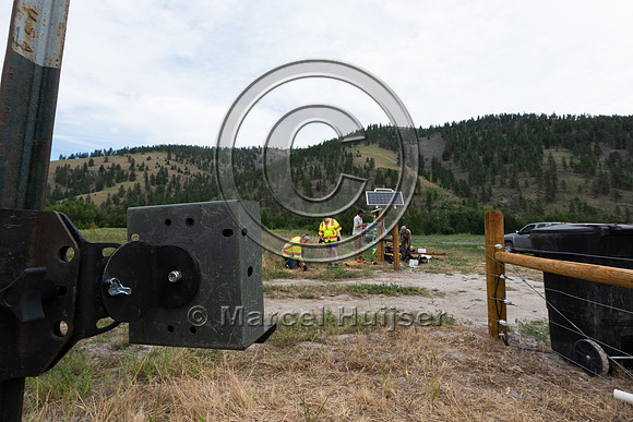 Installing electric fence and gates at a melon field to keep bla