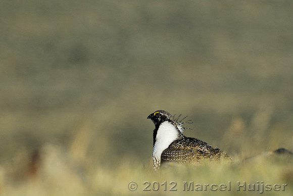 Male sage grouse (Centrocercus urophasianus) in a lek and displaying, near Bannack, Montana, USA
