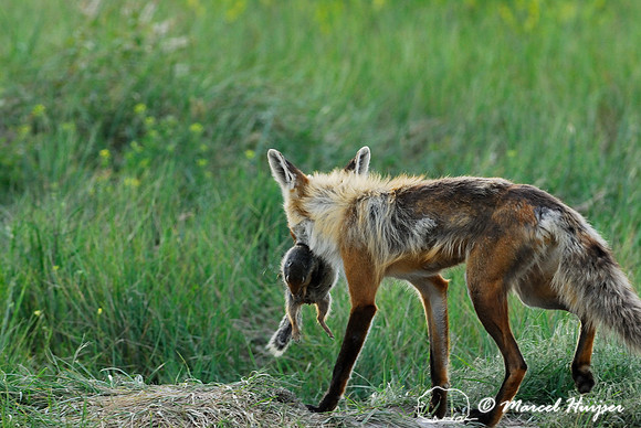 Red fox (Vulpes vulpes) returning to the den with prey (columbian ground squirrel), Montana, USA