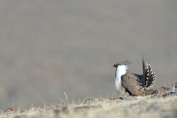 Greater sage-grouse (Centrocercus urophasianus) males fighting, Montana, USA