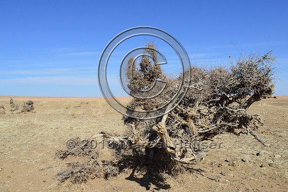 Siberian elm (Ulmus pumila) in the Gobi, Mongolia