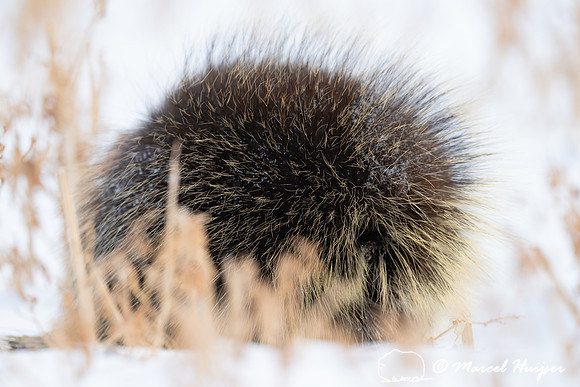 North American porcupine (Erethizon dorsatum) in a snowy wheatfi