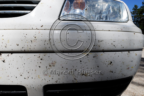 Dead insects on car bumper, MT