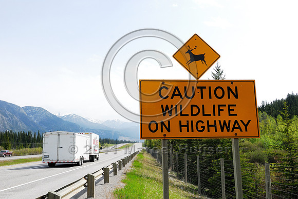 Wildlife warning sign, Caution Wildlife on highway, AB