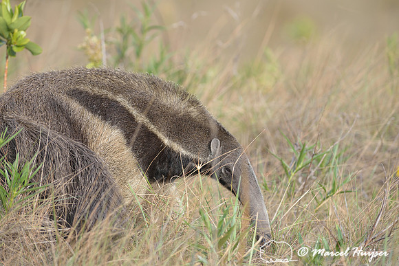 Giant anteater (Myrmecophaga tridactyla), Parque Nacional da Serra da Canastra, Minas Gerais, Brazil