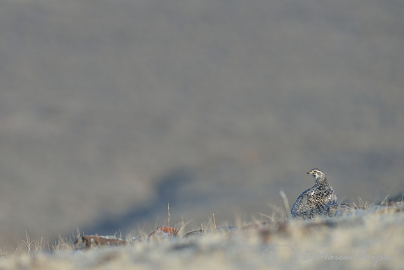 Female greater sage-grouse (Centrocercus urophasianus), Montana, USA