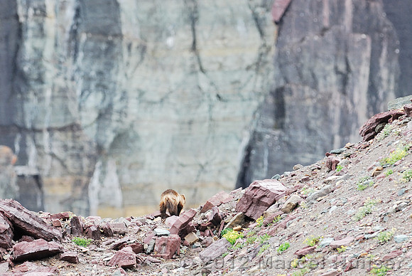 Wolverine (Gulo gulo), Montana, USA