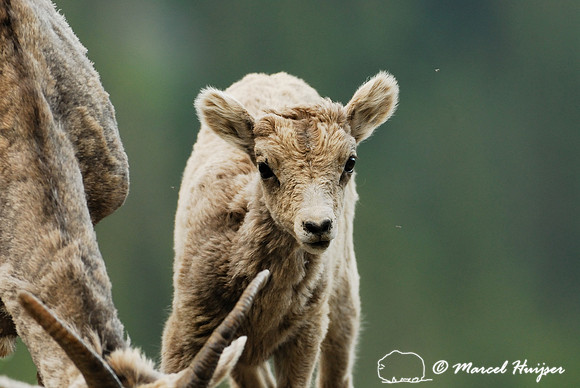 Bighorn sheep (Ovis canadensis) lamb and ewe, British Columbia, Canada