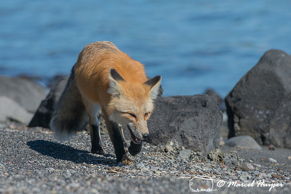 Red fox (Vulpes vulpes), Wyoming, USA