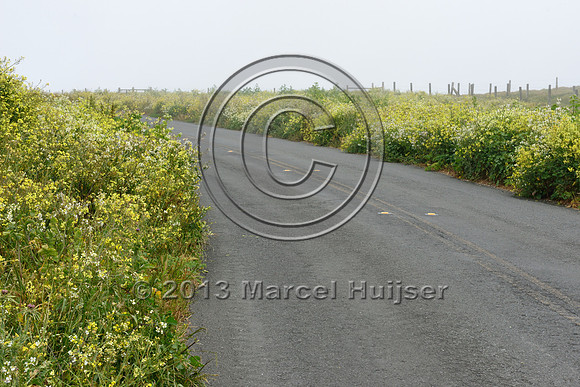 Roadside wildflowers, Point Reyes National Seashore, California, USA