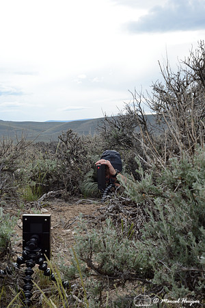 Marcel Huijser sets up camera equipment to photograph pygmy rabbits, near Bannack, Montana, USA