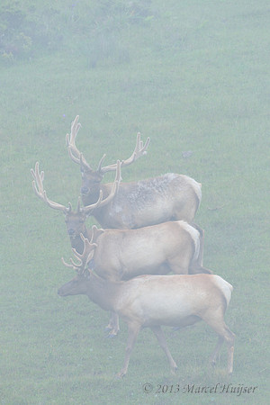 Tule elk (Cervus canadensis ssp. nannodes), Point Reyes National Seashore, California, USA