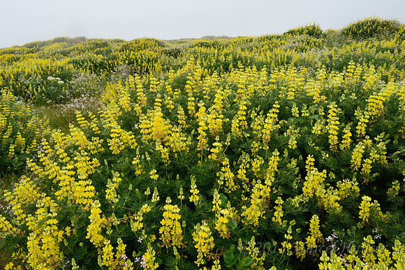 Yellow lupine (Lupinus arboreus), Point Reyes National Seashore, California, USA