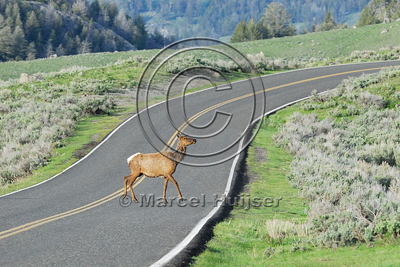 Elk (Cervus canadensis) approaching and crossing road, WY