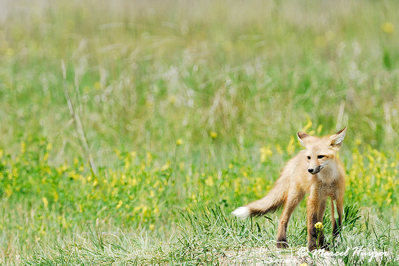 Red fox (Vulpes vulpes) kit venturing outside the den, Montana, USA