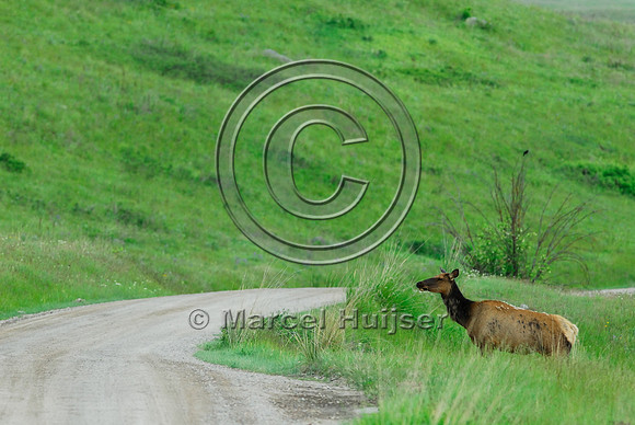 Elk (Cervus canadensis) crossing dirt road