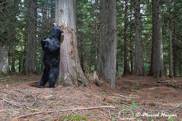 American black bear (Ursus americanus) at rub tree, Montana