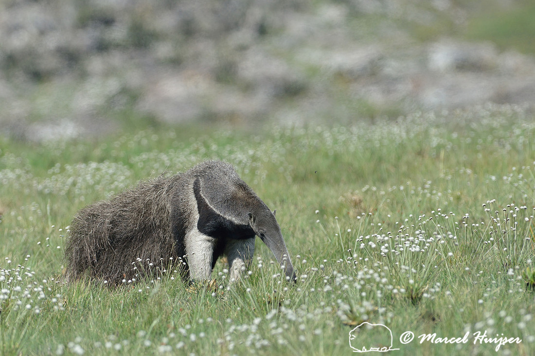 Giant anteater (Myrmecophaga tridactyla), Parque Nacional da Serra da Canastra, Minas Gerais, Brazil