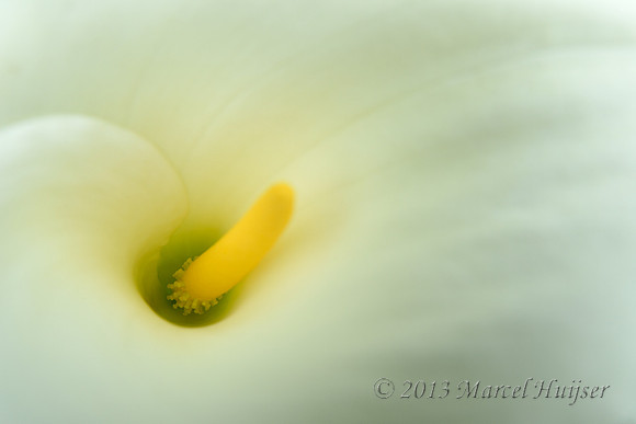 Calla lily (Zantedeschia aethiopica) flower, Point Reyes National Seashore, California, USA
