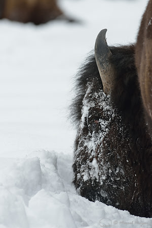 Bison (Bison bison) moving head side to side to move snow to access vegetation under the snow, Wyoming, USA