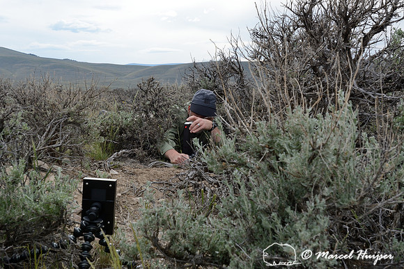 Marcel Huijser sets up camera equipment to photograph pygmy rabbits, near Bannack, Montana, USA