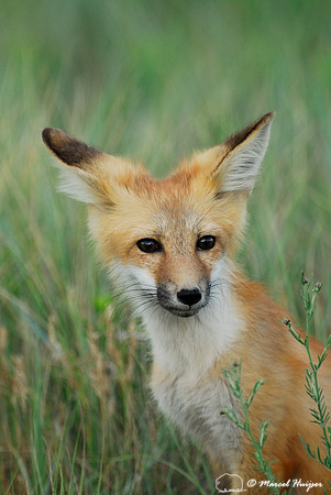 Portrait of red fox (Vulpes vulpes) kit, Montana, USA