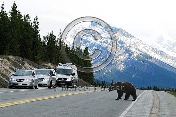 Grizzly bear (Ursus arctos) crossing road with traffic, AB