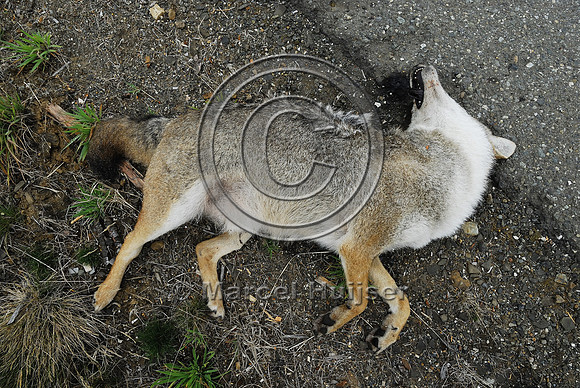 Coyote (Canis latrans) roadkill, WA