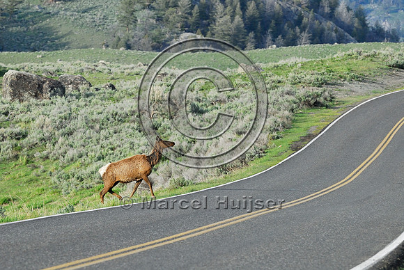 Elk (Cervus canadensis) approaching and crossing road, WY