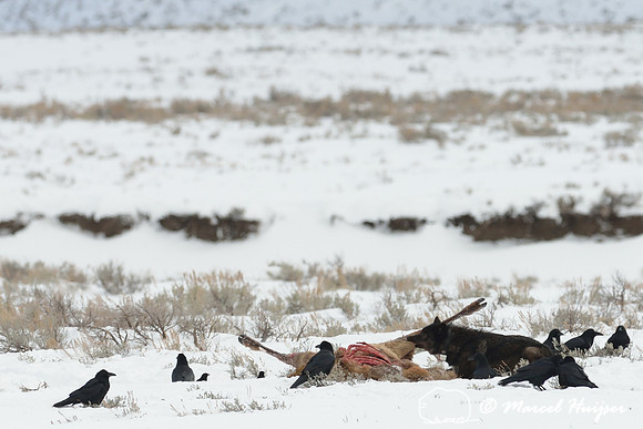 Black wolf (Canis lupus) with radio colar on elk carcass, Wyoming, USA