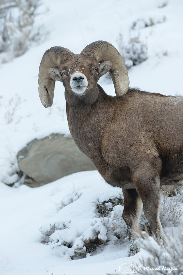 Bighorn sheep ram (Ovis canadensis), Montana, USA