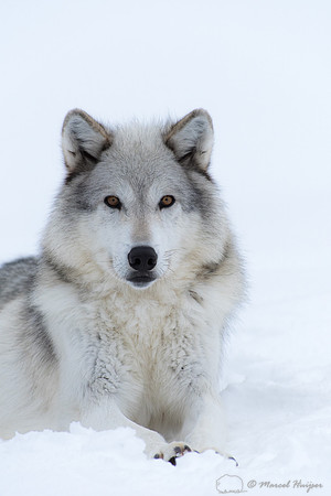 Wolf (Canis lupus) (captive animal), in snow, Montana, USA