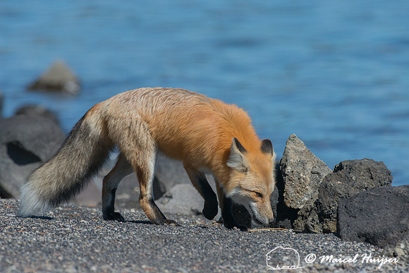 Red fox (Vulpes vulpes), Wyoming, USA