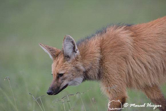 Maned wolf (Chrysocyon brachyurus), Parque Nacional da Serra da Canastra, Minas Gerais, Brazil