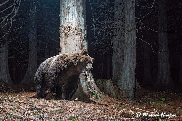 Grizzly bear (Ursus arctos horribilis) at rub tree, Montana