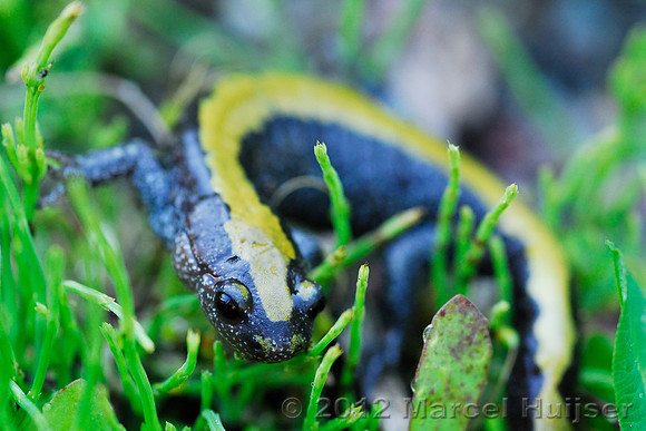 Long-toed salamander (Ambystoma macrodactylum), Montana, USA