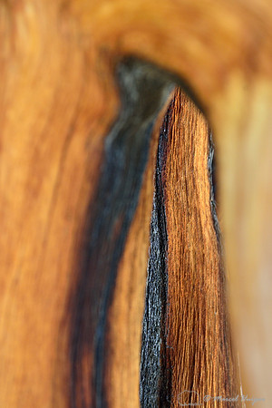 Wood of Great Basin bristlecone pine (Pinus longaeva), White Mountains, California, USA